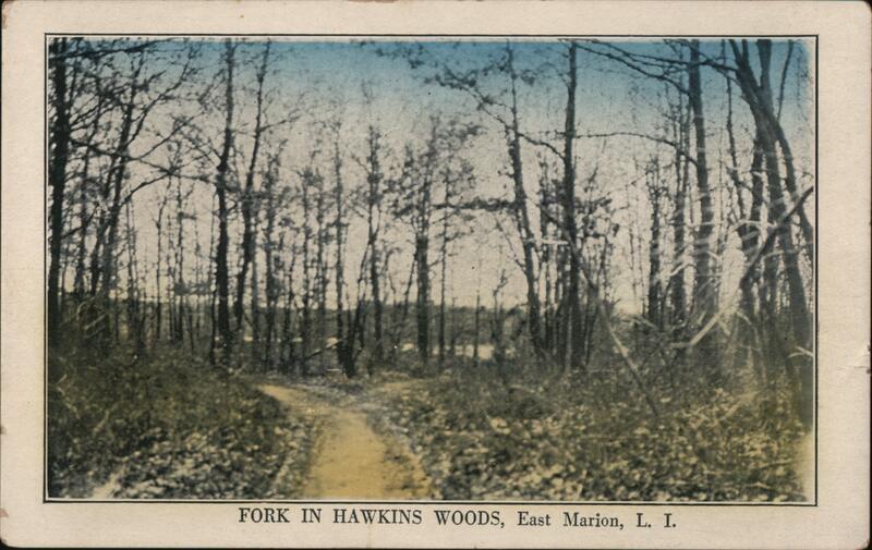 Fork in Hawkins Woods showing historic walking paths through East Marion