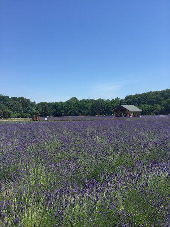 Expansive lavender field with clear blue sky and farm buildings
