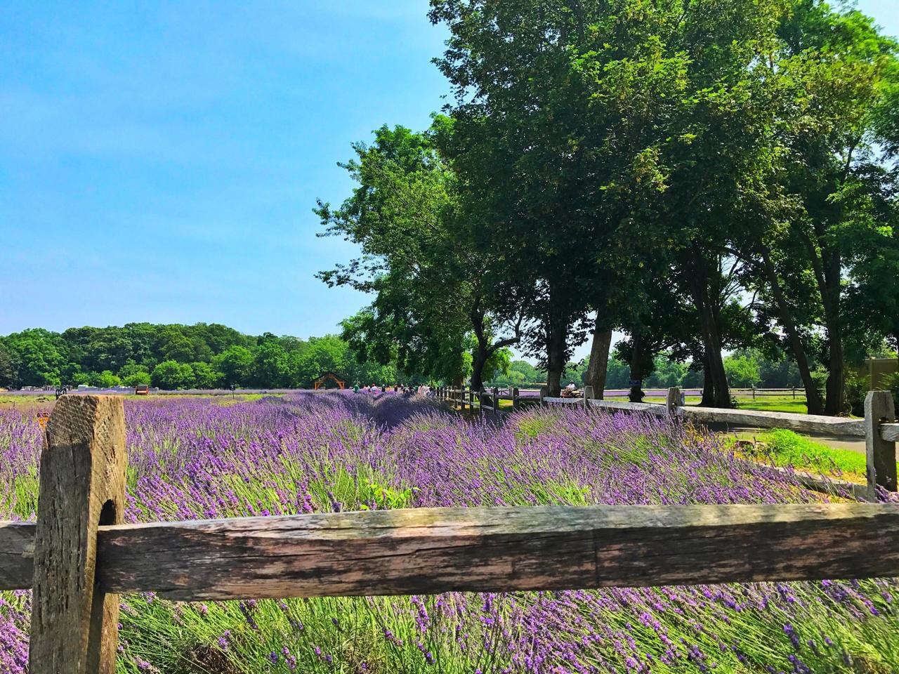 Beautiful lavender field in North Fork region